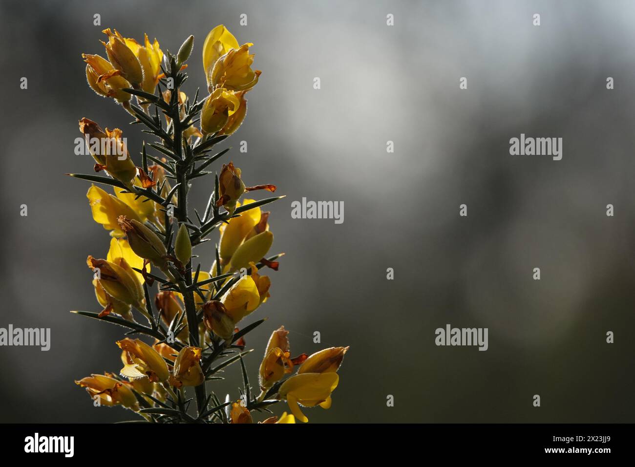 Primavera Regno Unito, fiori Gorse retroilluminati Foto Stock