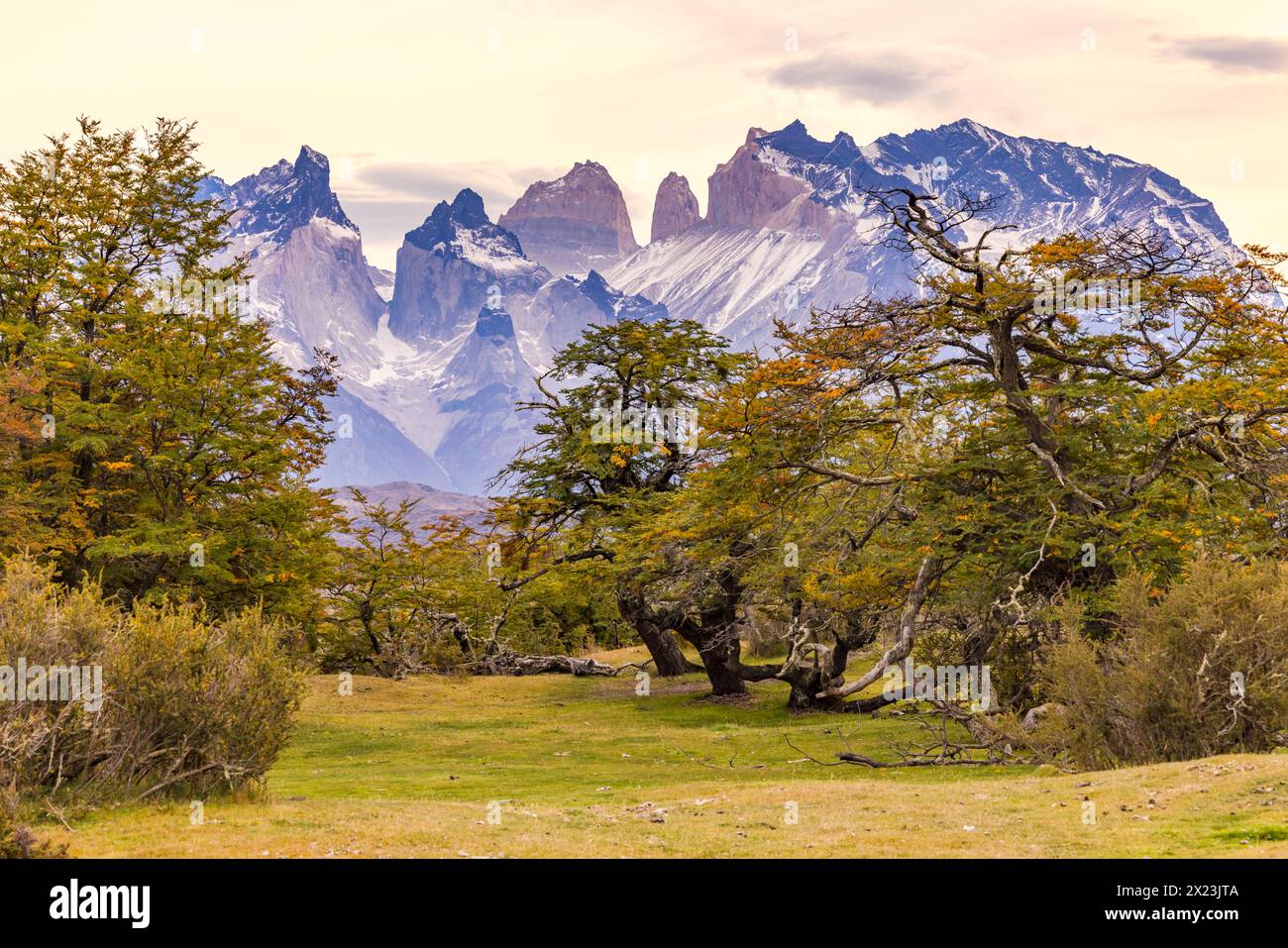 Pittoresca scena con alberi autunnali di fronte alle corna del massiccio di Torres del Paine, Cile, Patagonia Foto Stock