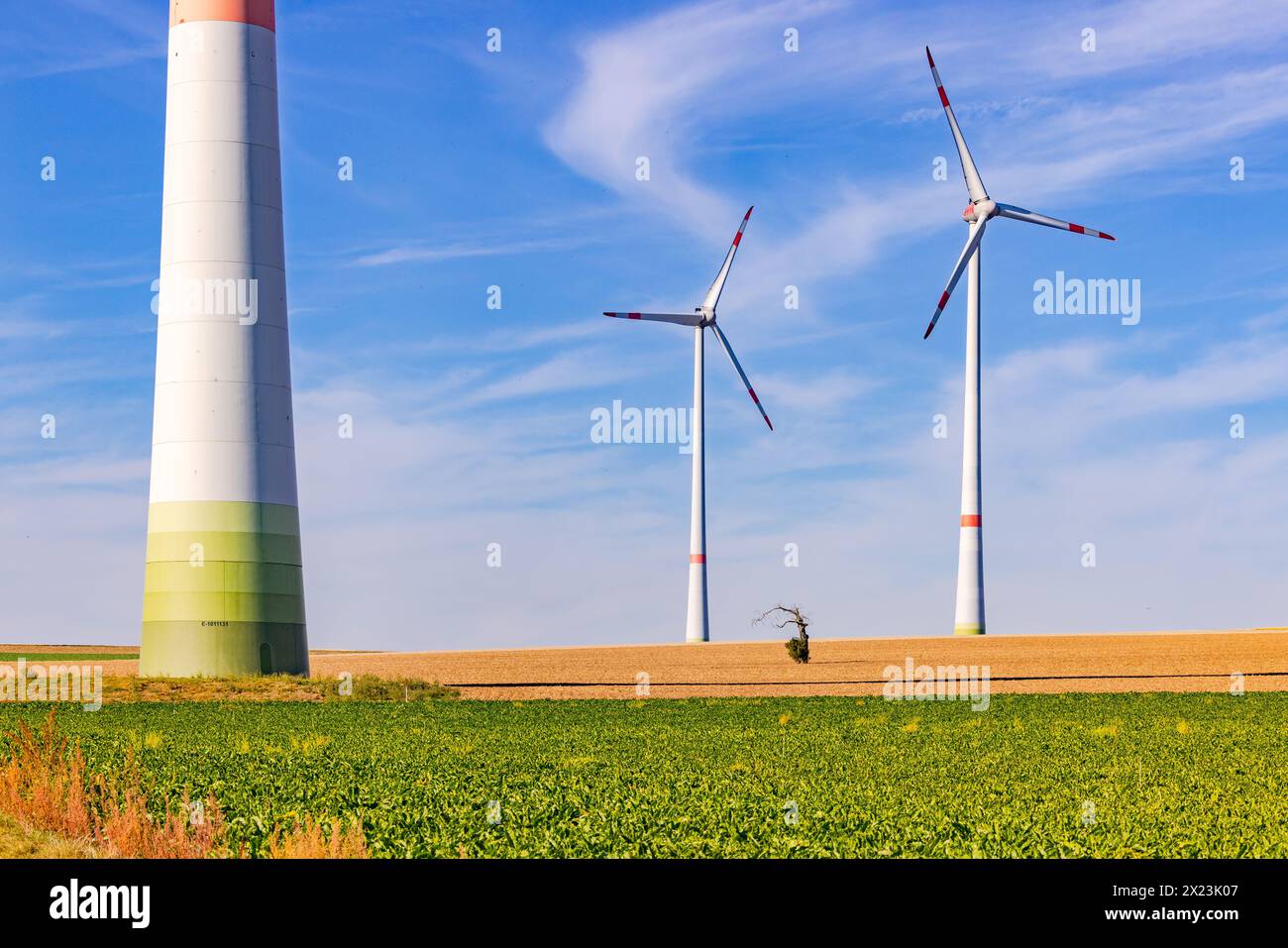 Vecchio albero solitario su un terreno agricolo arido nel mezzo di enormi turbine eoliche al sole Foto Stock
