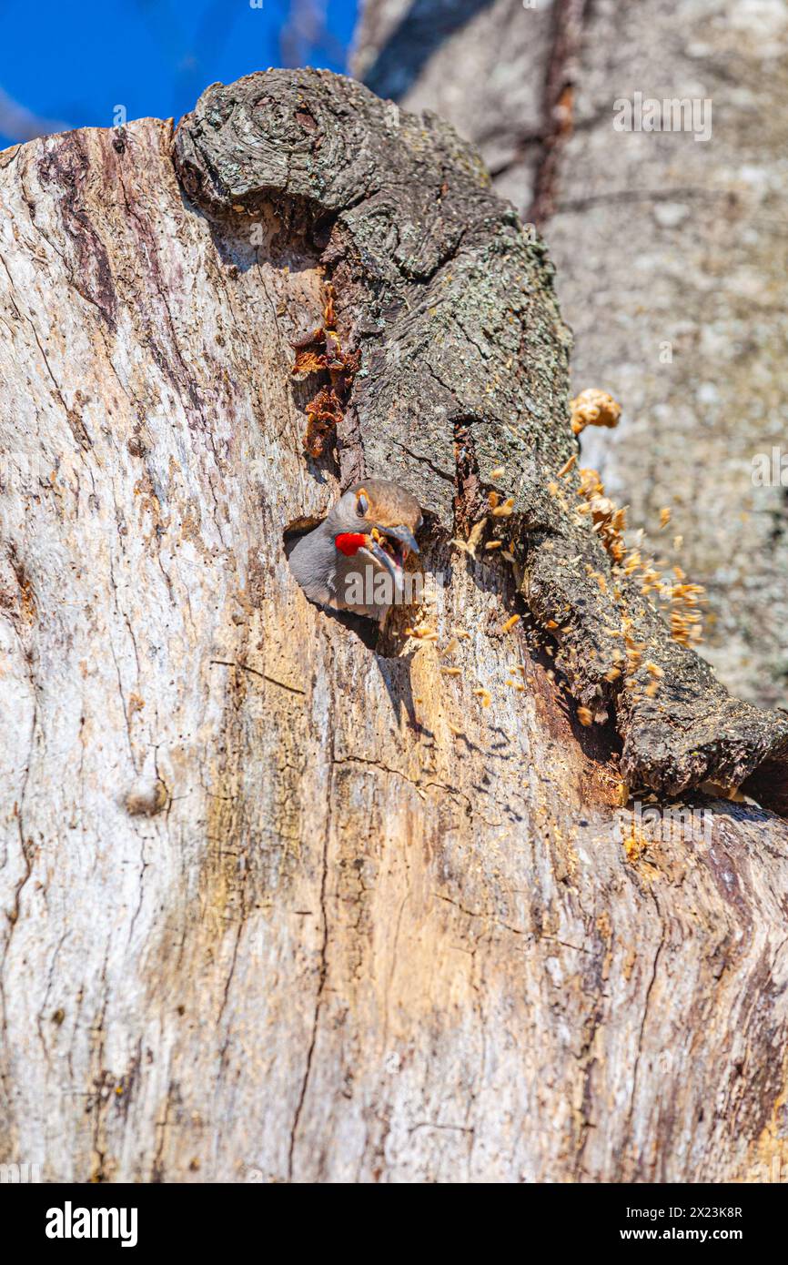 Northern Flicker che sputa trucioli di legno dal becco Foto Stock