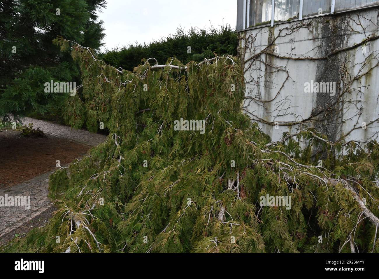 Il cedro bianco settentrionale in latino Thuja occidentalis Pendula è la forma piangente dell'arborvitae occidentale. Foto Stock