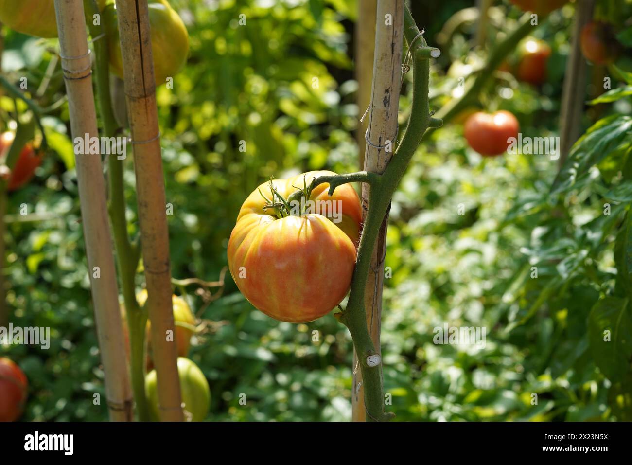 Grande polpa arancione di pomodoro bistecca di manzo che cresce su un fusto. Sullo sfondo ci sono più piante di pomodoro con frutta. Foto Stock