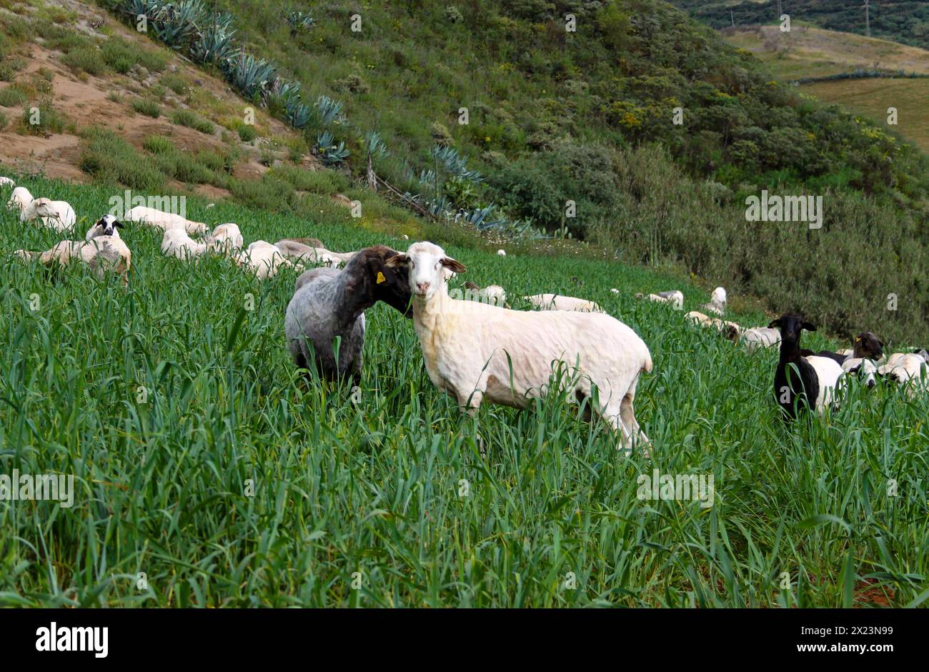 Ovejas pastando en Gáldar Foto Stock