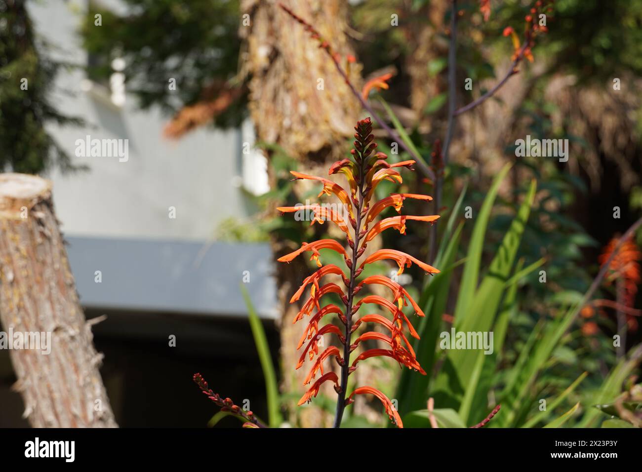 Giglio Cobra o fiore d'arancia Chasmanthe Foto Stock