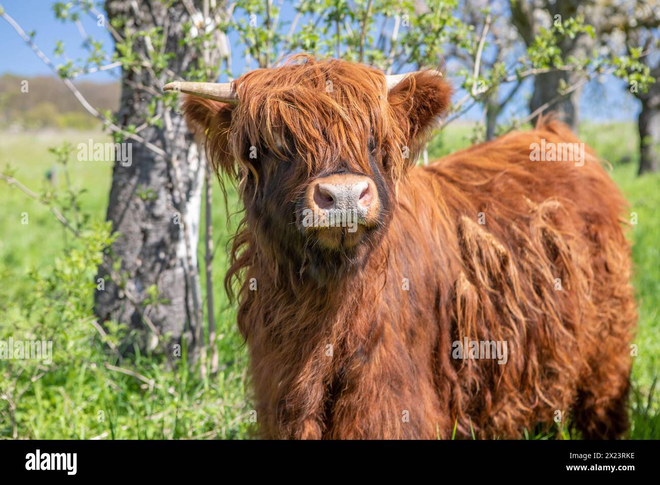 Giovane toro Galloway, South Harz, Turingia, Germania Foto Stock