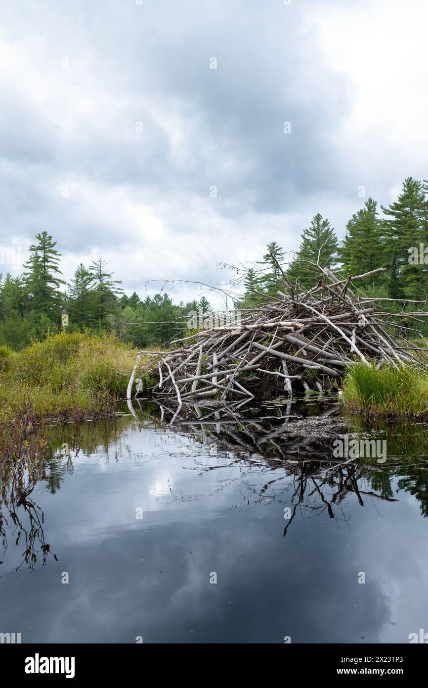 Capanna Beaver su un remoto lago Adirondack Foto Stock
