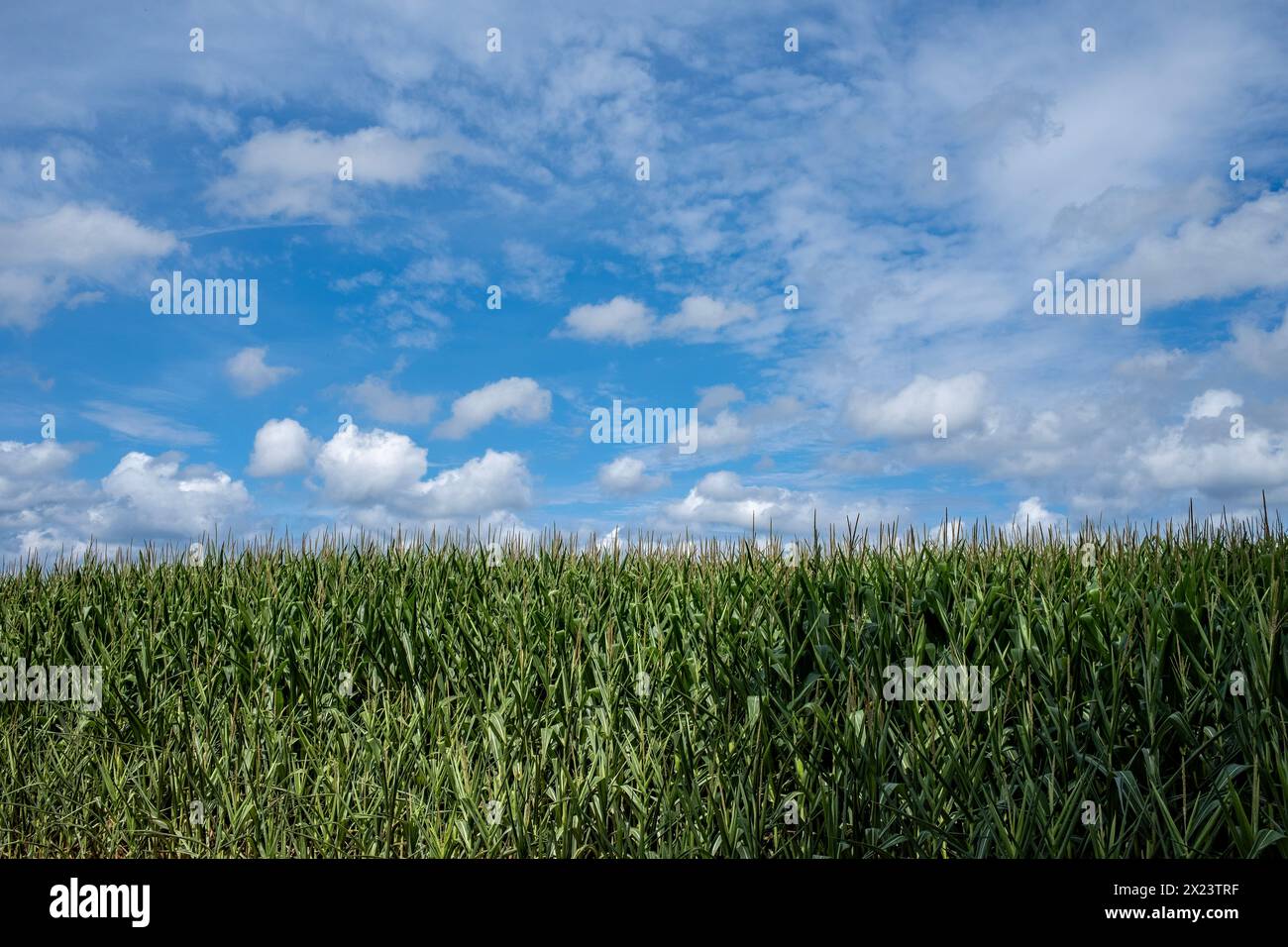 Lancaster County Field corn contro un bellissimo cielo estivo Foto Stock