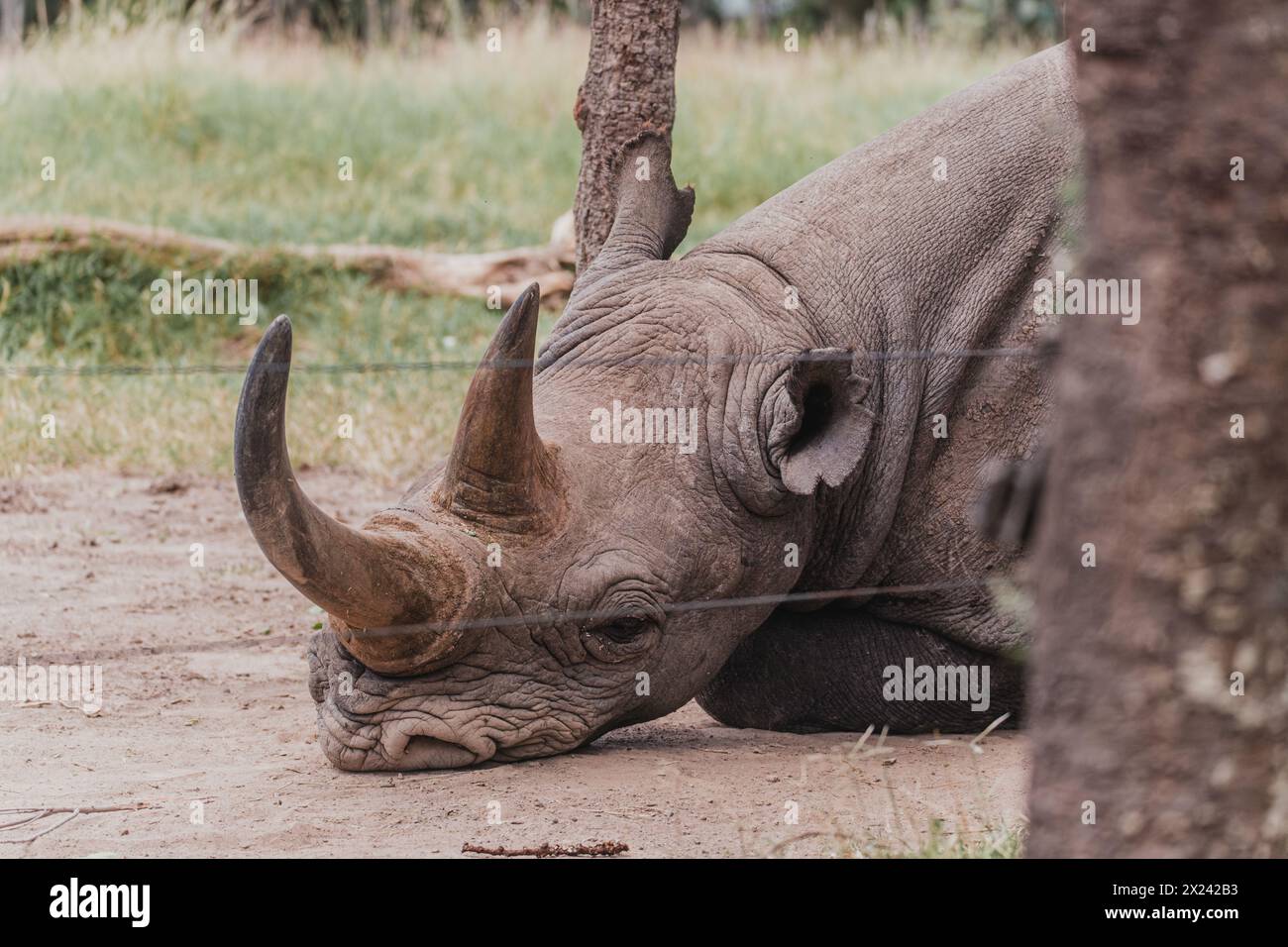 Baraka, un rinoceronte nero cieco resistente, riposa in Ol Pejeta Conservancy Foto Stock