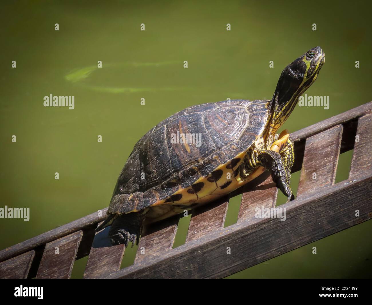 tartaruga al sole che sale su un ponte pedonale ai margini dello stagno del parco Foto Stock