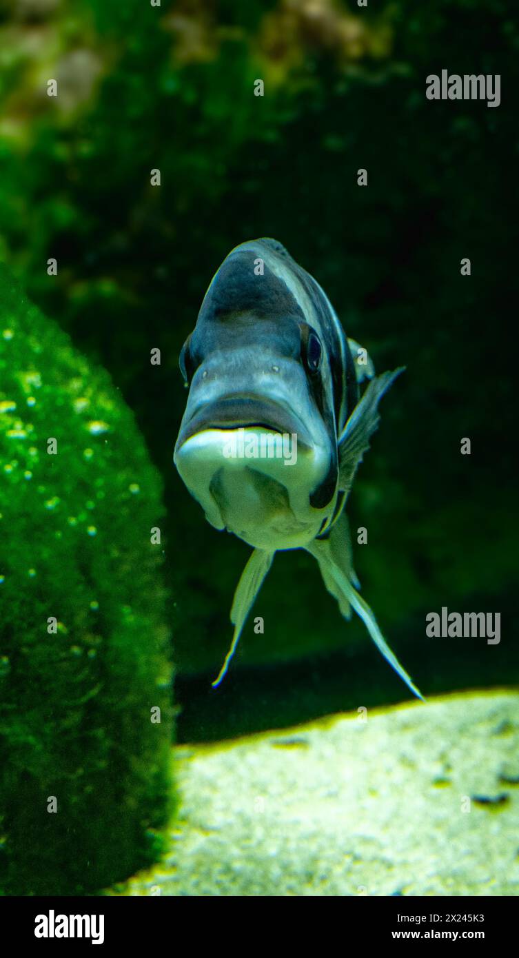 La Cyphotilapia frontosa, chiamata anche ciclidi frontosa e ciclidi frontosa, è una specie di pesci dell'Africa orientale endemica del lago Tanganica. Foto Stock