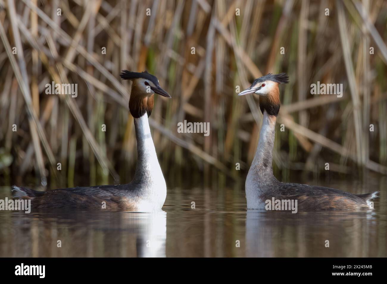 Un paio di Grebes Crested che attraversano i rituali di accoppiamento. Foto Stock