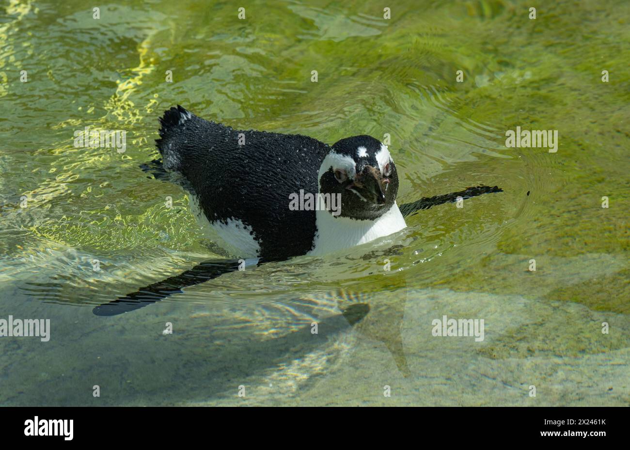 Pinguino africano (Spheniscus demersus), chiamato anche pinguino a piedi neri, nuoto Foto Stock
