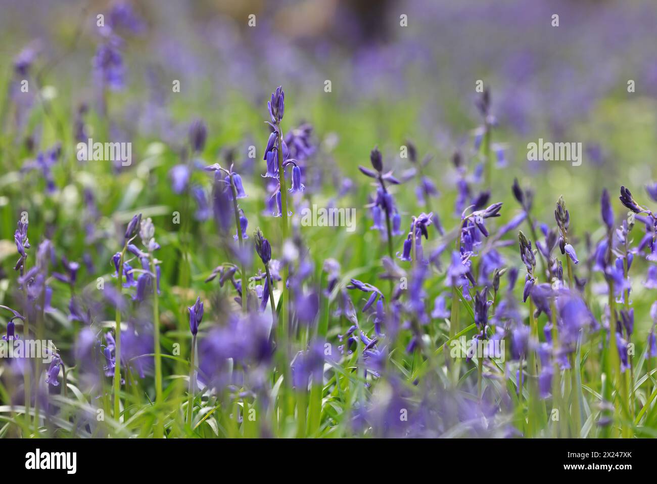 Bluebells in Kings Wood, Challock, aprile 2024, in Kent, Regno Unito Foto Stock