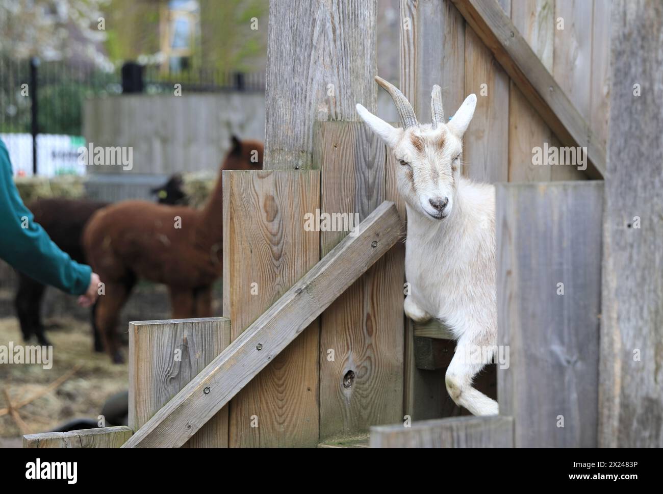Capre alla Vauxhall City Farm, una delle fattorie più antiche e centrali della città, a Londra, Regno Unito Foto Stock