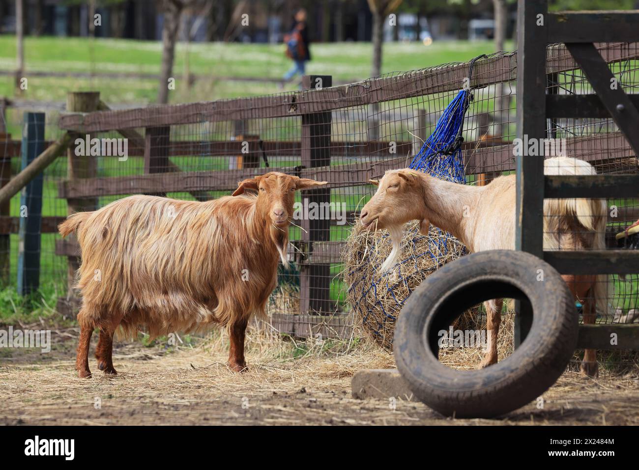 Capre alla Vauxhall City Farm, una delle fattorie più antiche e centrali della città, a Londra, Regno Unito Foto Stock