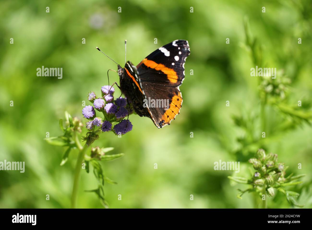 Red Admiral Butterfly Foto Stock