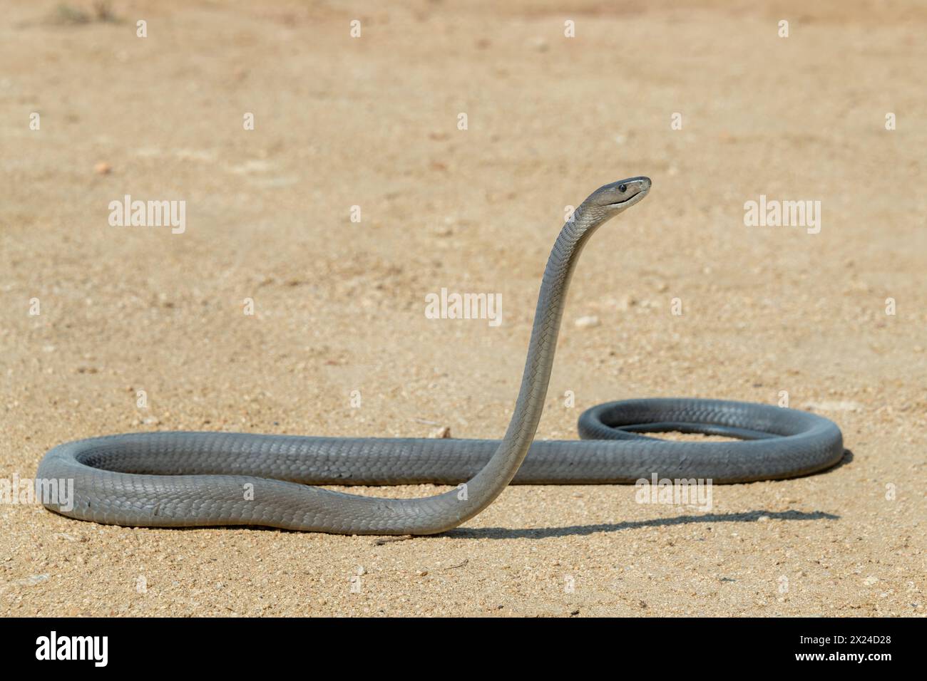 Un mamba nero altamente velenoso (Dendroaspis polylepis) fotografato mentre veniva rilasciato in natura Foto Stock