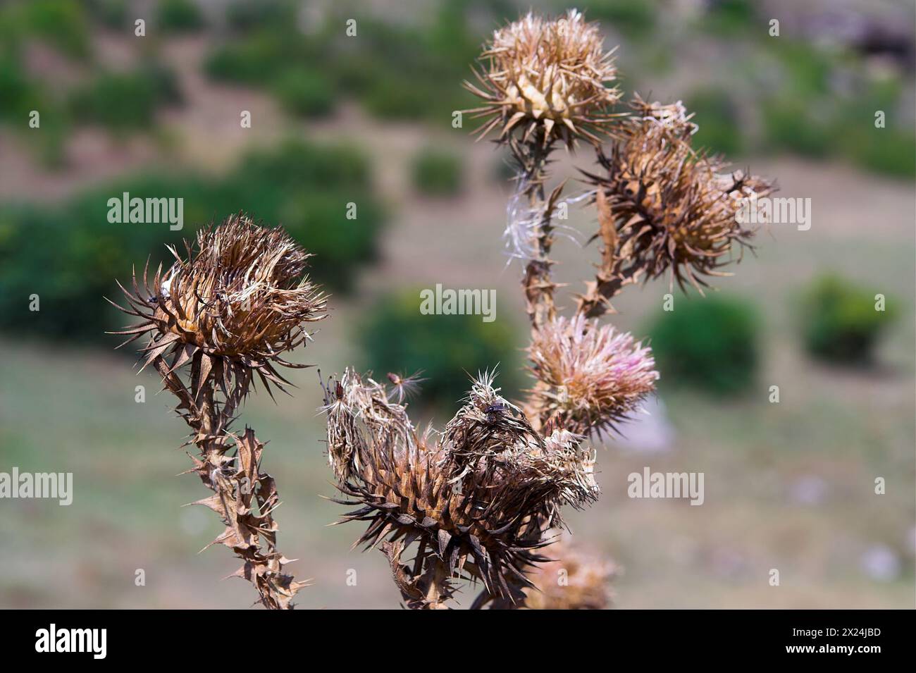 Adamclisi, Rumänien, Romania; Onopordum acanthium L.; cardo di cotone, cardo scozzese (o scozzese); Gewöhnliche Eselsdistel; cardo borriquero, toba Foto Stock