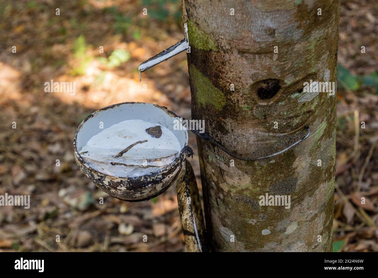 Alberi di gomma e collezionisti di gomma vicino alla città di Luang Namtha, Laos Foto Stock