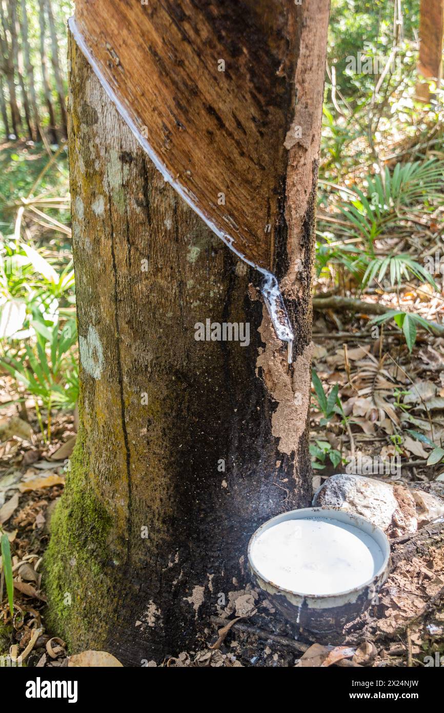 Albero di gomma in fase di intercettazione vicino alla città di Luang Namtha, Laos Foto Stock