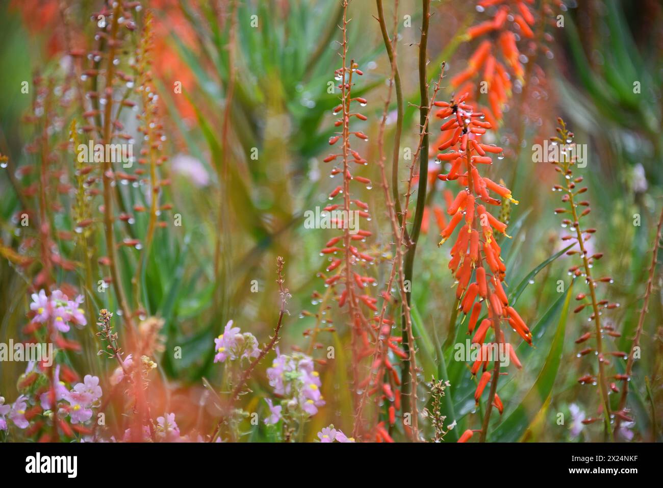 Una vista ravvicinata di grandi dimensioni delle gocce d'pioggia che brillano su una varietà di fiori colorati nei giardini botanici di Kirstenbosch, città del Capo, Sud Africa. Foto Stock