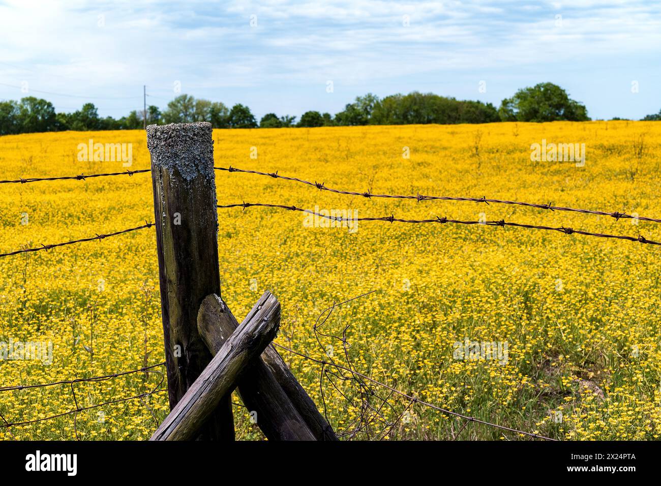 Campo di fiori selvatici gialli dietro una recinzione di filo spinato nella contea rurale di Montgomery, Alabama, Stati Uniti. Foto Stock