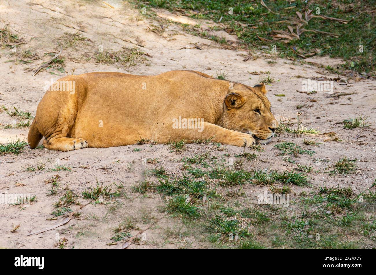 Immagine di una leonessa che riposa nella giungla e aspetta di attaccare la preda Foto Stock