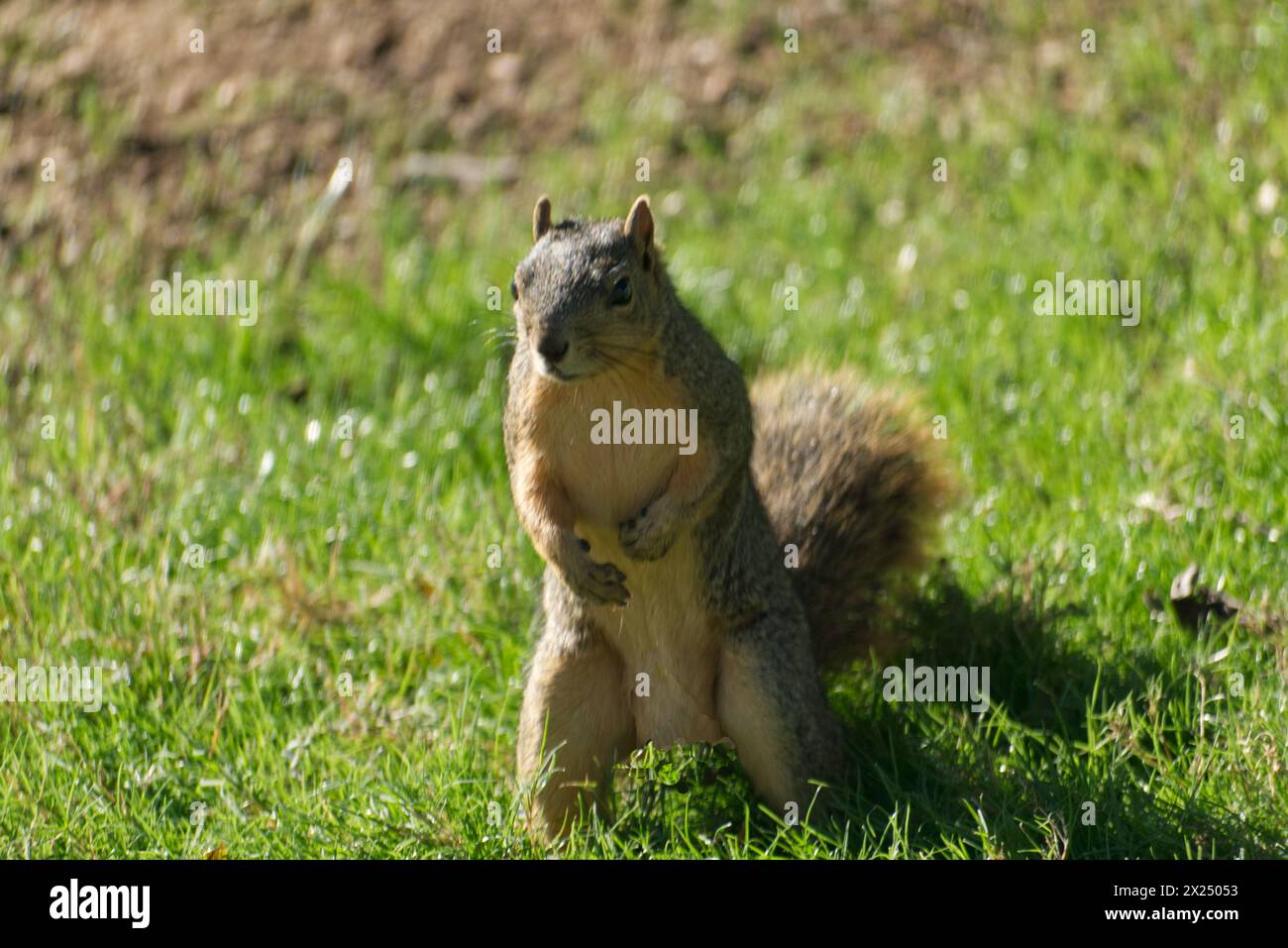 Bellissimo scoiattolo sull'erba in una posa divertente Foto Stock