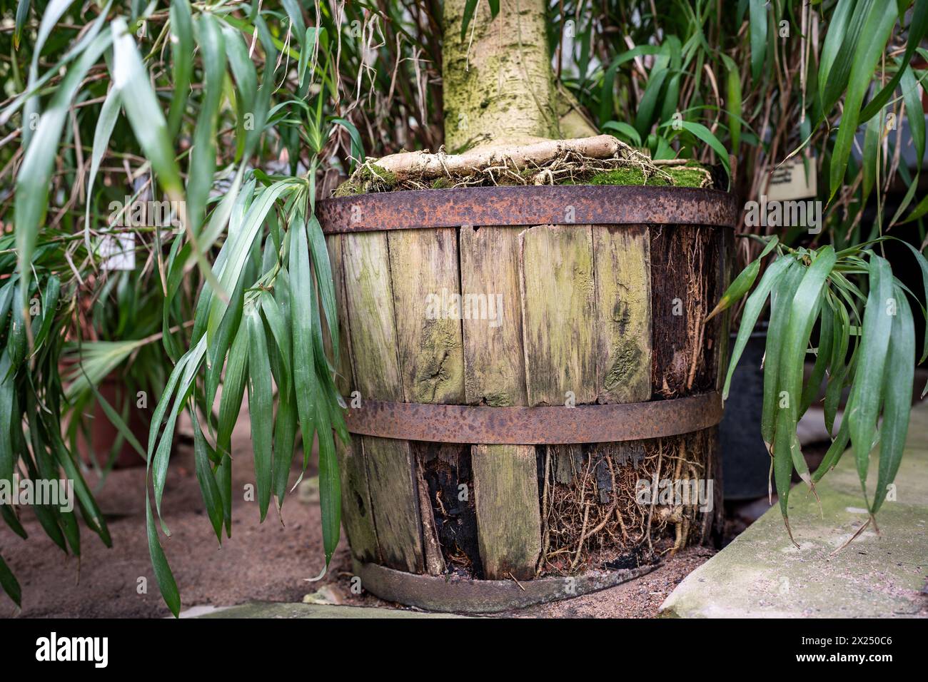 Le radici di Ficus hanno rotto la pentola di legno a causa dell'affollamento, a causa della grande radice e hanno bisogno di repot Foto Stock