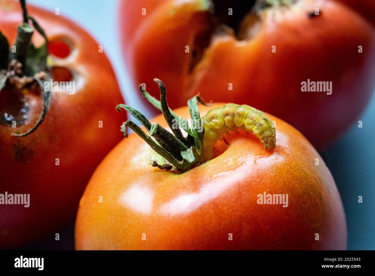 Caterpillar su pomodoro rosso maturo grande Foto Stock