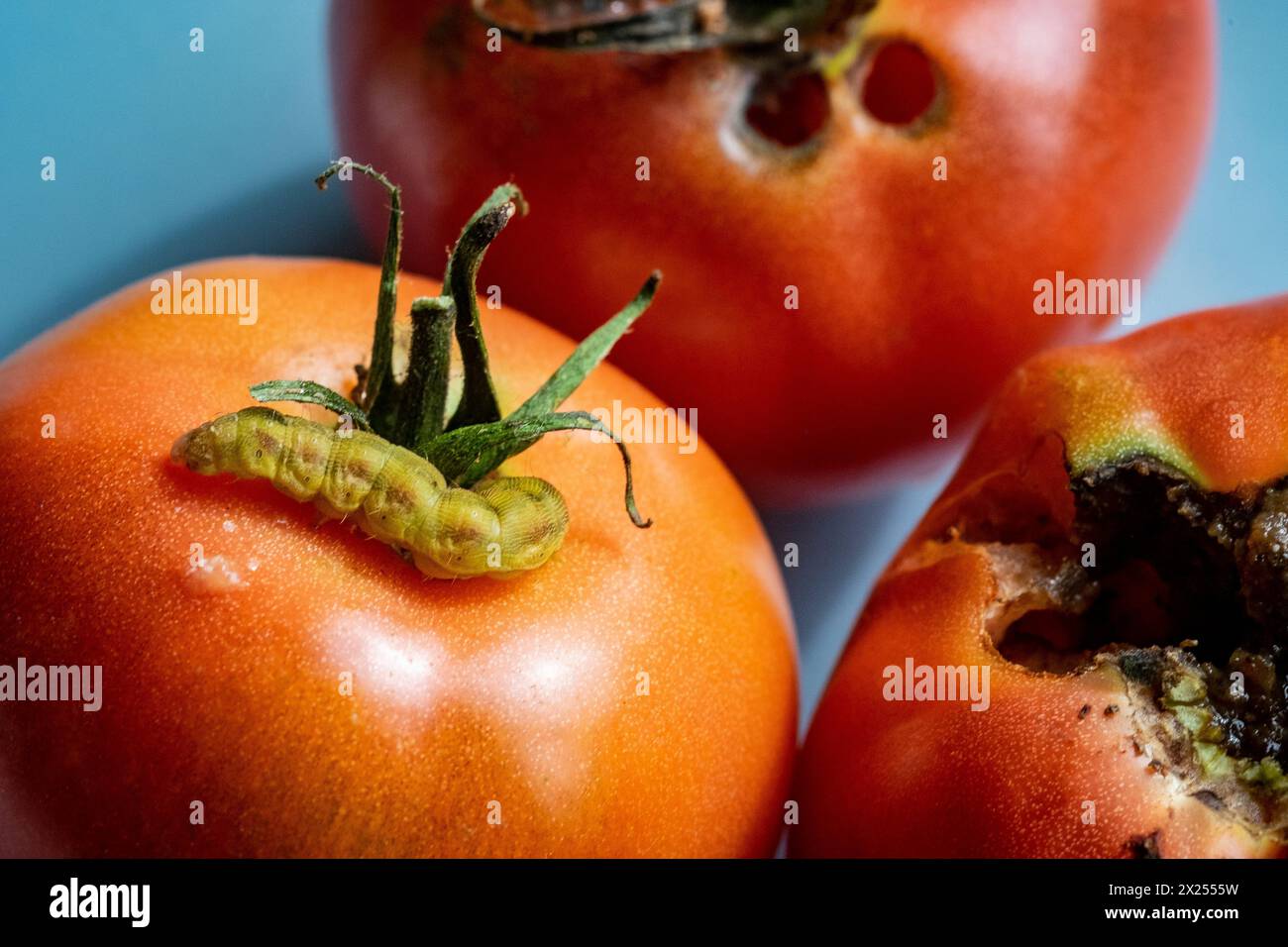 Caterpillar su pomodoro rosso maturo grande Foto Stock