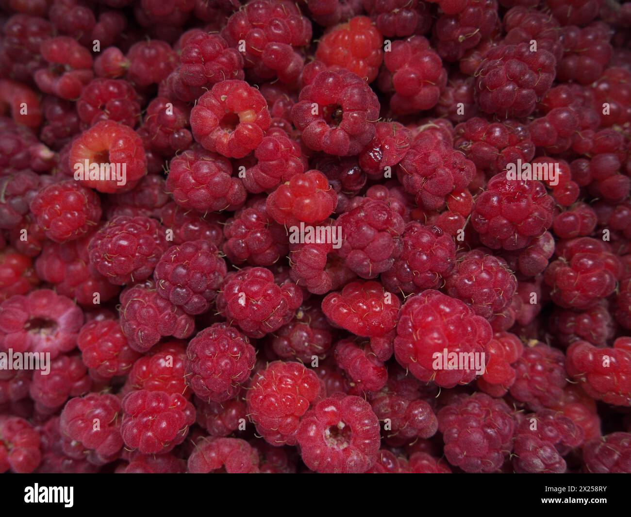 Sfondo lampone. Grandi, rosse, fresche, frutti di bosco di prima classe. Un sacco di lamponi. Lampone comune Rubus idaeus - semi-arbusto, s Foto Stock