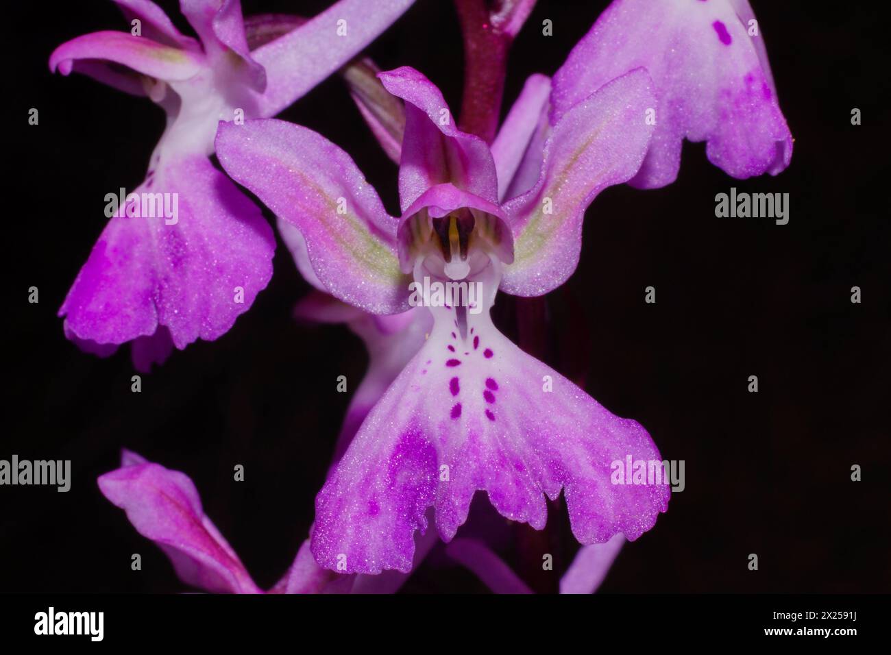 Fiore dell'orchidea Troodos (Orchis troodi) in vista frontale, Cipro Foto Stock