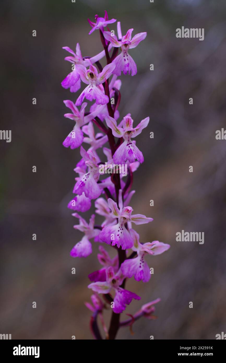 Orchidea di Troodos in piena fioritura (Orchis troodi), nell'habitat naturale di Cipro Foto Stock