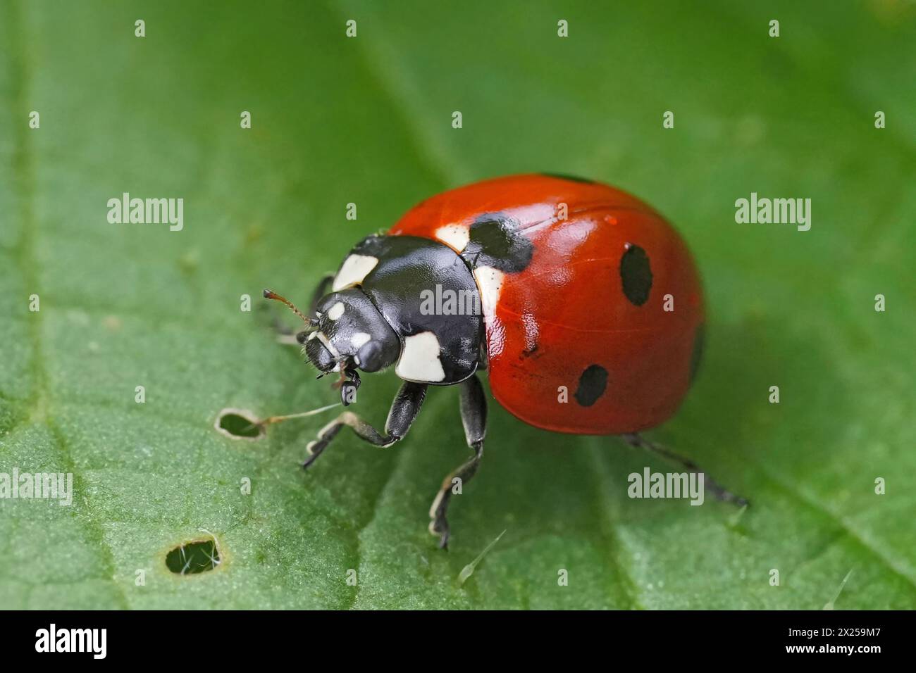 Primo piano dettagliato su una cocciniglia macchiata, coleottero, Coccinella septempunctata seduta su una foglia verde Foto Stock