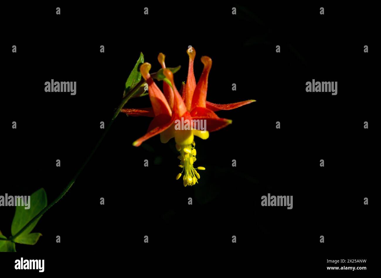 WESTERN Columbine (Aquilegia formosa) in Oregon, Stati Uniti. Foto Stock