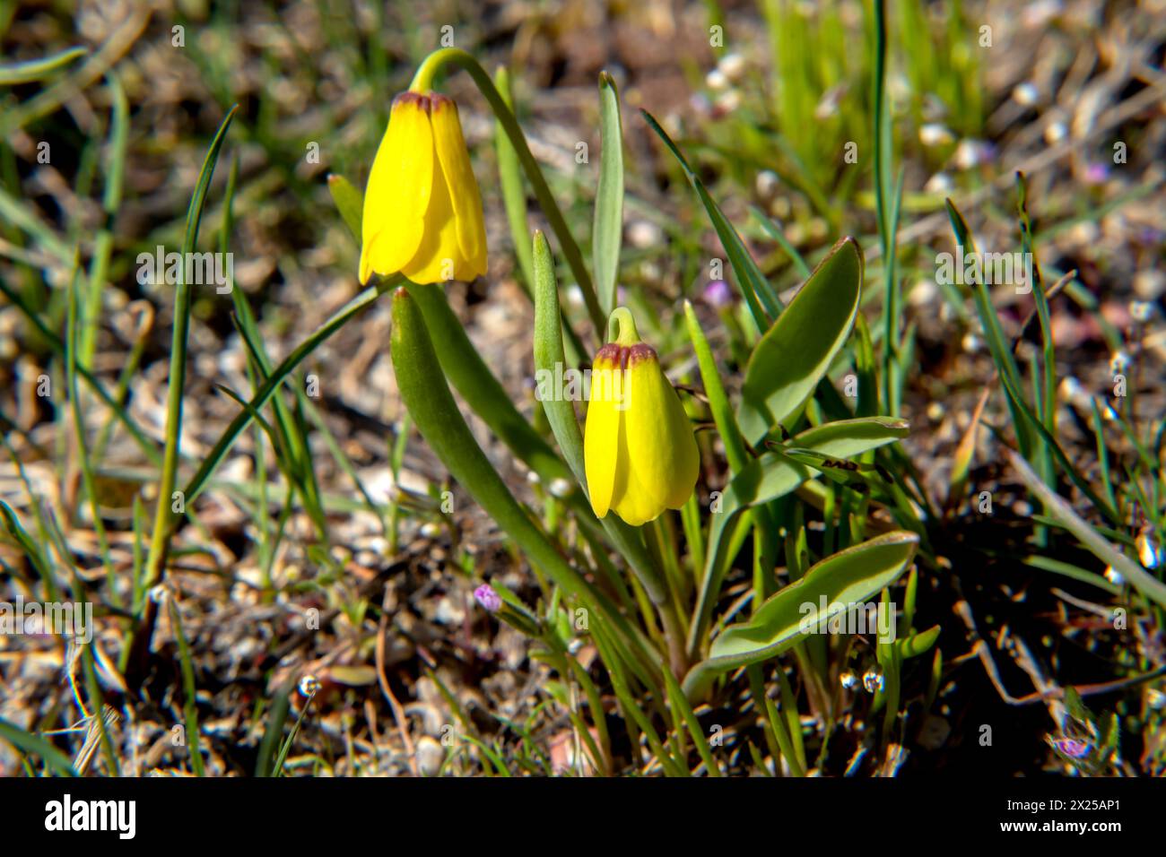 Campana gialla (Fritillaria pudica) nella Boise National Forest, Idaho, Stati Uniti. Foto Stock
