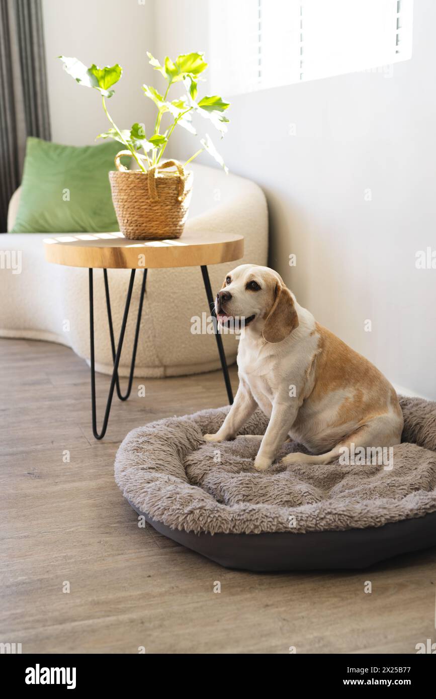 Un Labrador Retriever seduto su un comodo letto per cani a casa, guardando lateralmente, spazio per copiare Foto Stock