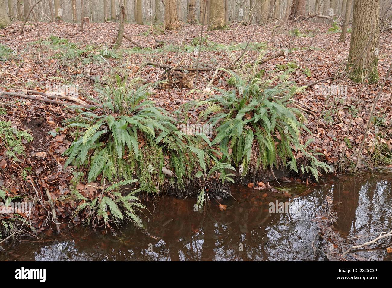 Primo piano naturale sulla felce europea sempreverde, dura, Blechnum spiccato in un fosso forestale Foto Stock