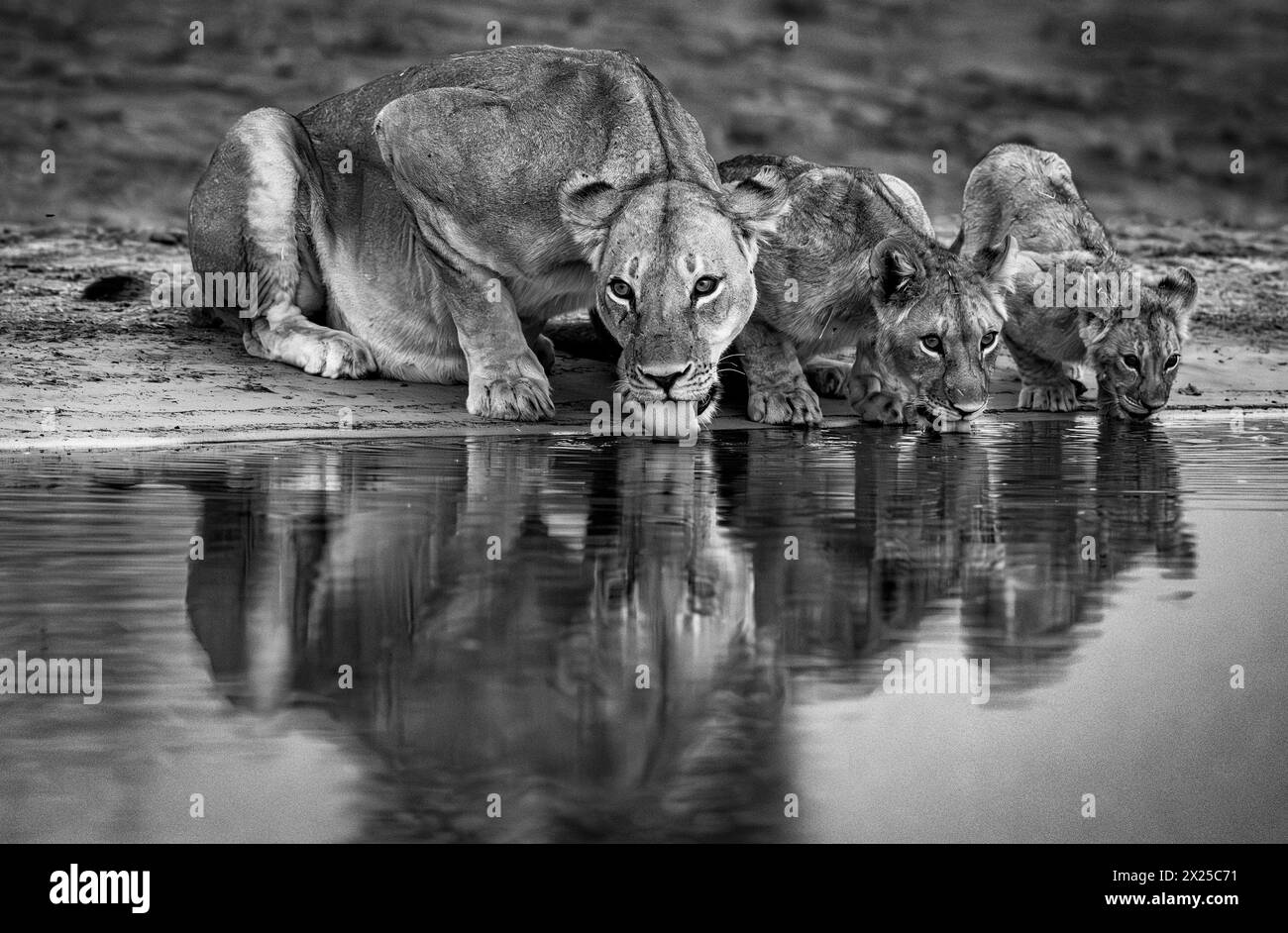 I cuccioli di leone sono stati visti nel Delta dell'Okavango il 2024 gennaio Foto Stock