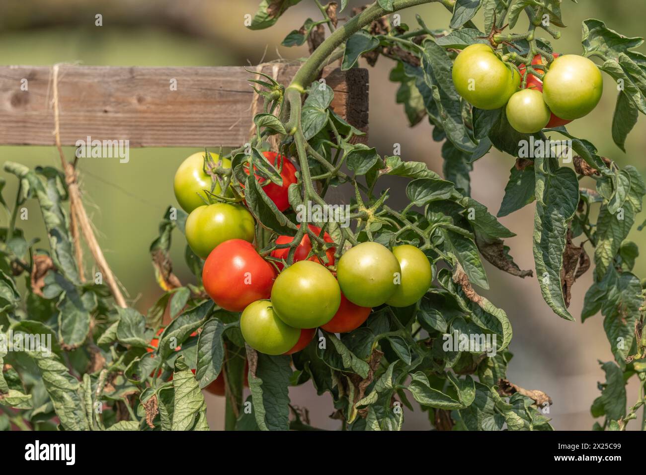 Mazzi di pomodori in un giardino. Alsazia, grande est, Francia Foto Stock