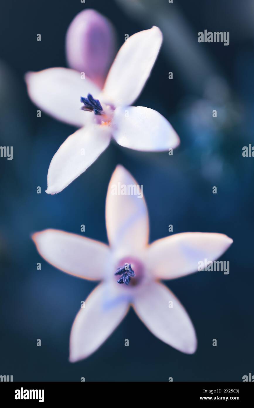 Verbena selvatica, o Pentanisia Prunelloides, originaria dell'Africa Foto Stock