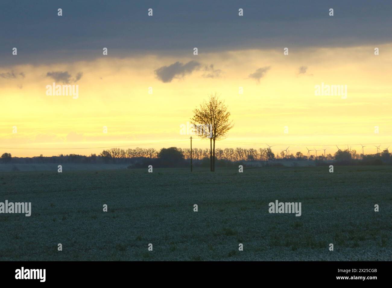 Ein einzelner Baum steht am Donnerstag 18.04.2024 unweit von Lelkendorf Ortsteil Küsserow Landkreis Rostock im Licht der aufgehenden Sonne. AM Freitag 19.04.2024 soll es in Meclemburgo Vorpommern zunächst einmal Regen geben. für das Wochenende versprechen die Metrologen für den Nordosten jedoch wieder Sonne und schönes Wetter. *** Un singolo albero si erge alla luce del sole nascente giovedì 18 04 2024 non lontano da Lelkendorf, distretto di Küsserow di Rostock venerdì 19 04 2024 si suppone che piova nel Meclemburgo-Pomerania occidentale per il fine settimana, tuttavia, i metrologi promettono sole ed essere Foto Stock