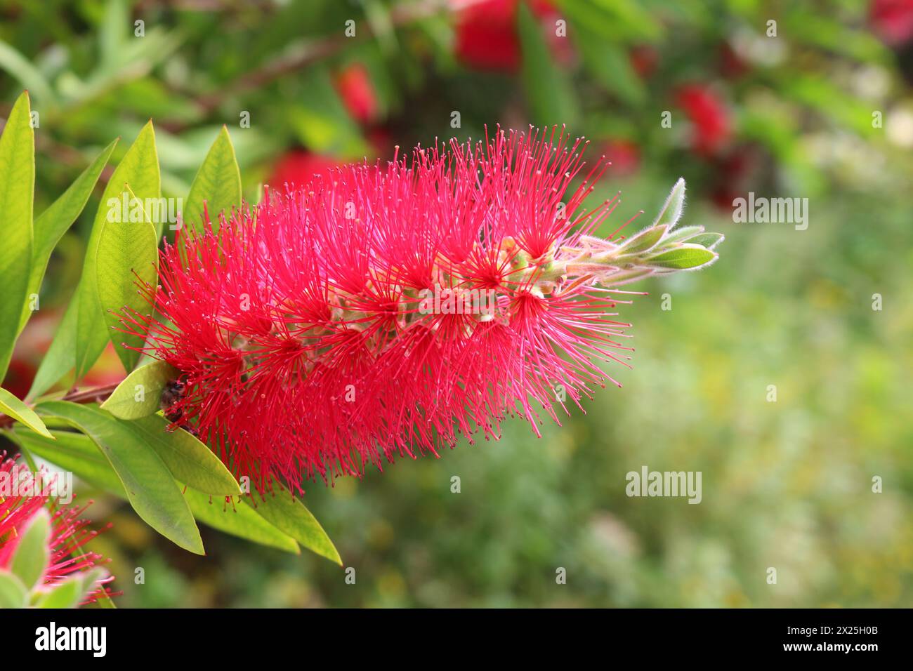 Pennello rosso comune (Melaleuca ex specie callistemone) originario dell'Australia e arbusto ornamentale del Mediterraneo popolare (Lago di Garda, Italia) Foto Stock