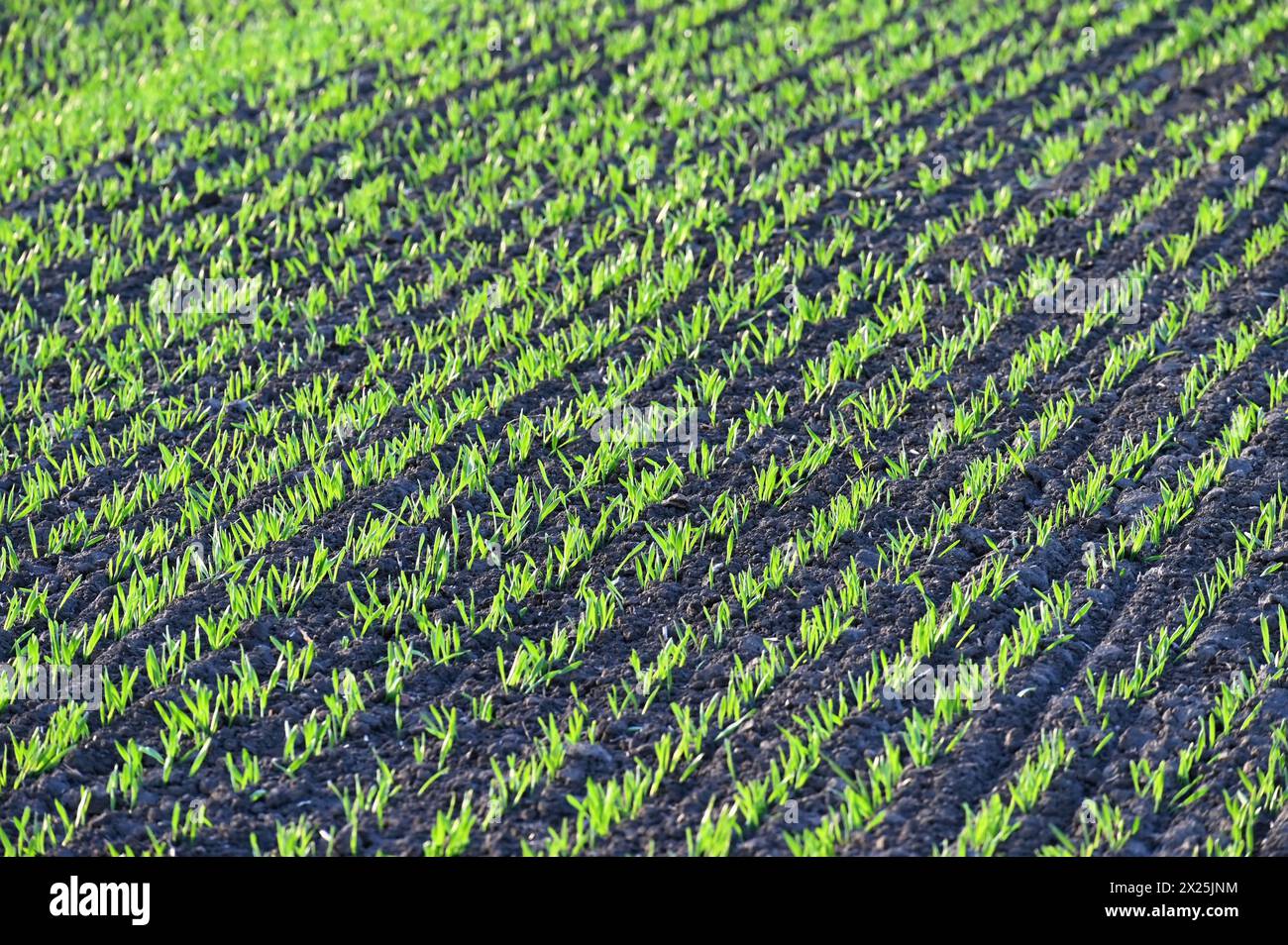 Bellissimo campo verde al tramonto. Primavera nella natura. Piante giovani e piccole nel terreno che iniziano a crescere. Concetto per l'agricoltura. Foto Stock