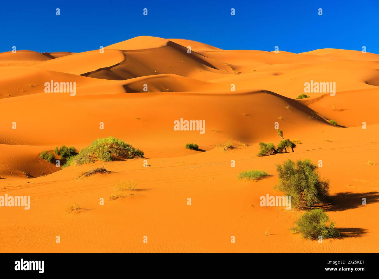 Il deserto del Sahara, Marocco. Il paesaggio delle dune di sabbia di Erg Chebbi, Merzouga. Foto Stock