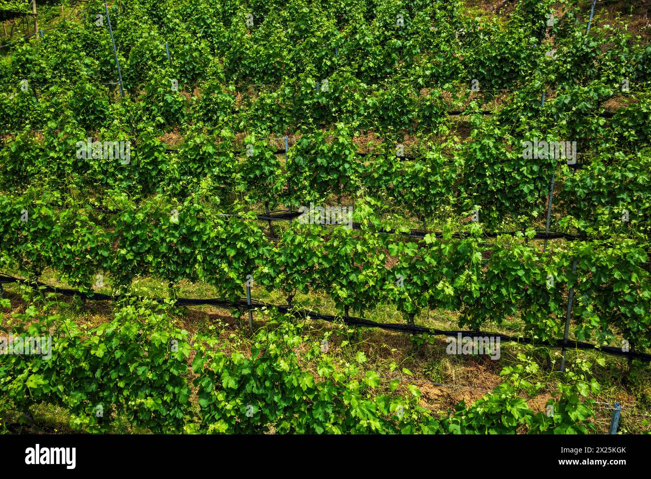 Meraner Weinberg, Burggrafenamt, Südtirol, Italien Blick von oben auf die Weinstöcke eine Weinbergs a Merano, Burggrafenamt, Südtirol, Italien. Vista f Foto Stock