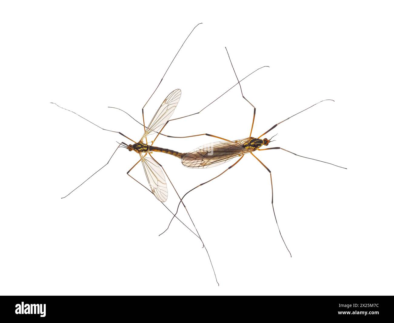 Mosche di gru maculate che si accoppiano isolate su sfondo bianco, Nephrotoma quadrifaria Foto Stock