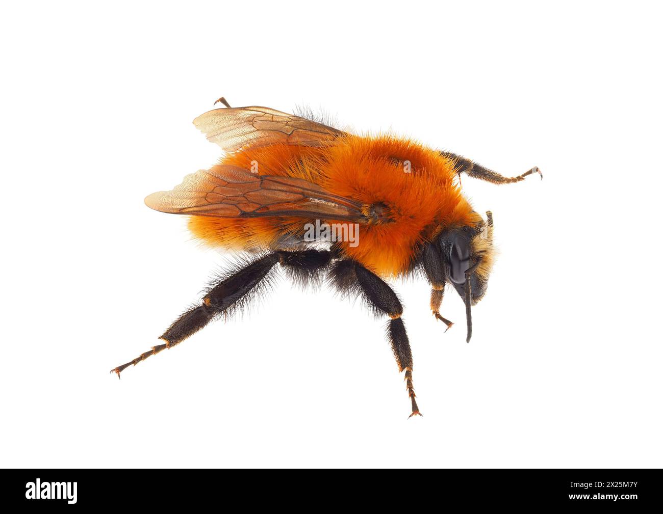 Comune ape cardaria isolata su sfondo bianco, Bombus pascuorum Foto Stock