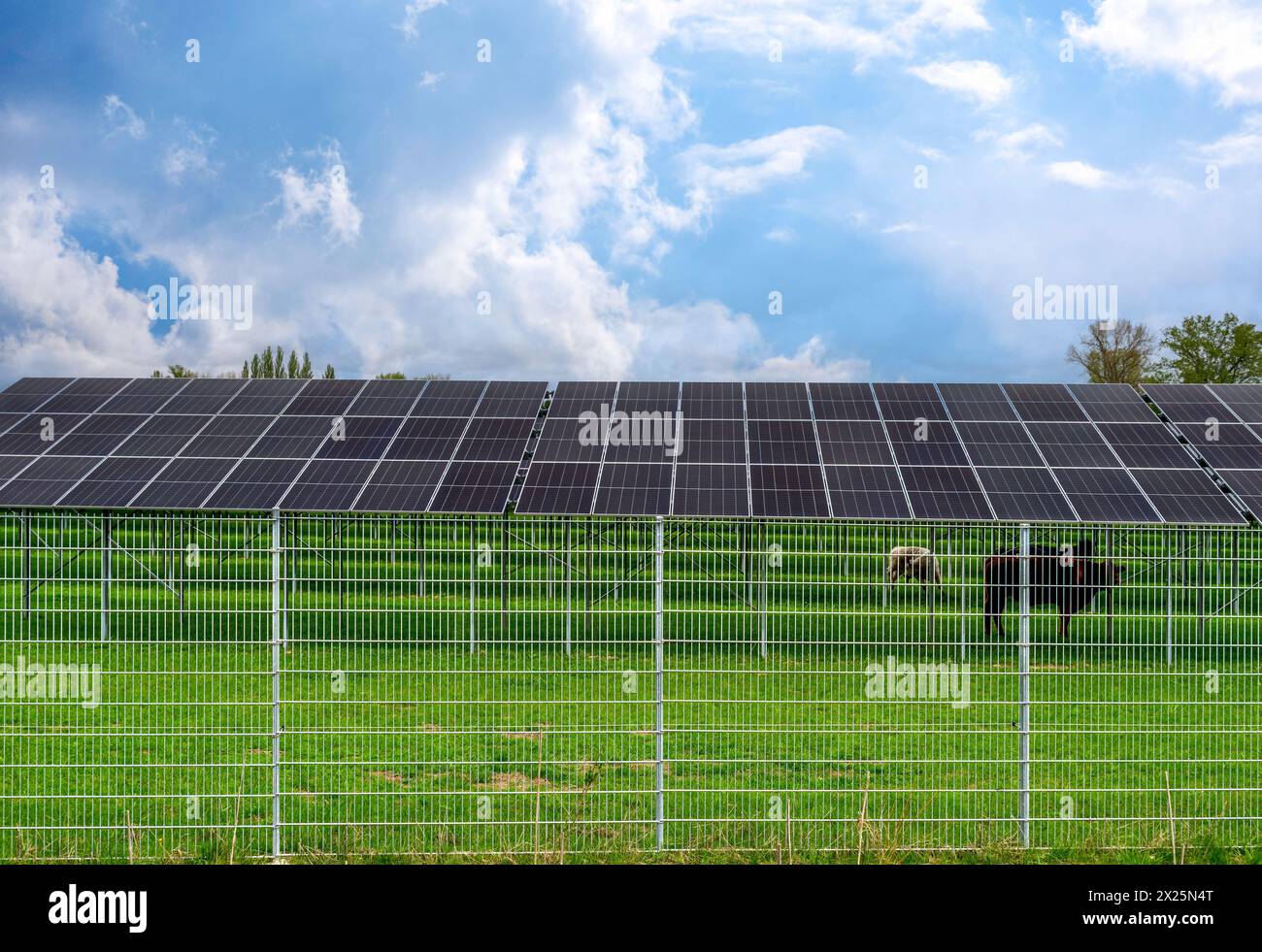 Campo solare recintato in un pascolo vicino a Mamming, bassa Baviera, Baviera, Germania Foto Stock